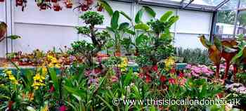 Covid-19: New lease on life for Bexley's Butterfly Jungle