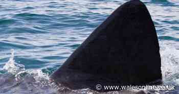 Bathers filmed a 'shark fin' in the water at Rhossili beach