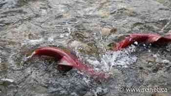B.C. First Nations say Ottawa must take urgent action to save sockeye salmon - Radio Canada International - English Section