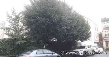 Dying trees to be cut down but public needs to pay to replace them