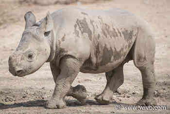 Buffalo Zoo welcomes 2-year-old Eastern black rhino