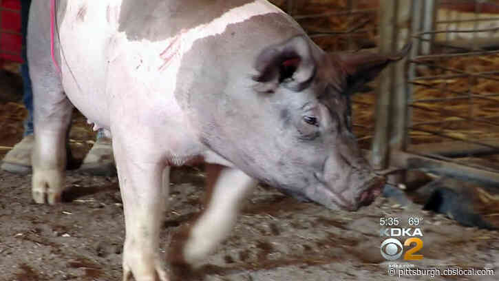 2021 Pennsylvania Farm Show To Be Held Virtually