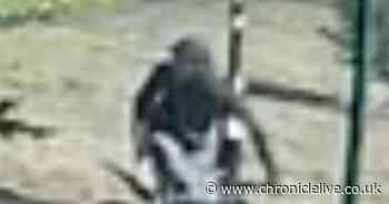 Police hunt for male cyclist accused of slapping woman's buttocks