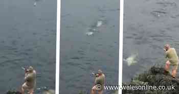 Video shows angler snatch fish from seal off Welsh coast