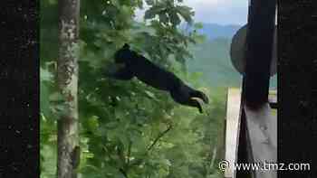 Black Bear Climbs Up Porch, Pulls Off Amazing Flying Leap into Tree
