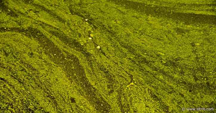 Utah reduces toxic algae testing after budget reductions