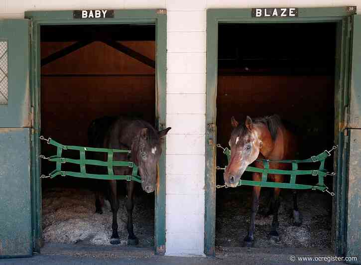 Village equestrians expected to say goodbye to beloved horses, but not this way