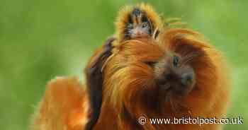 Twin golden lion tamarins born at Bristol Zoo