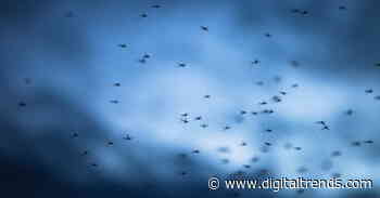 Florida will release gene-edited mosquitoes into the wild, despite outcry