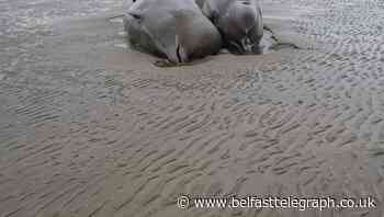 Group 'cautiously optimistic' as one from group of stranded whales on Donegal beach may survive