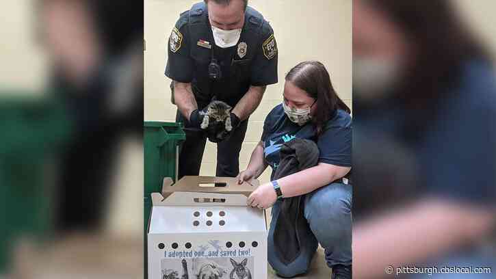 A Police Officer Rescued Abandoned Litter Of Kittens; Now All Five Have Found Loving Homes