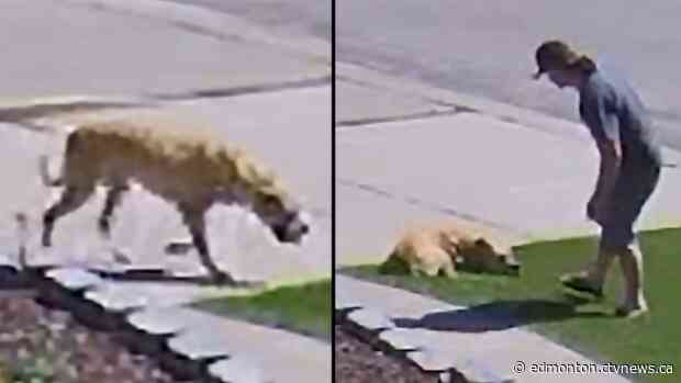 'I was really disgusted': Video shows man punching dog multiple times, police investigating