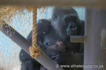 Staff 'thrilled' with baby gorilla born at Bristol Zoo - St Helens Star