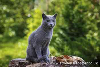Russia is developing a coronavirus vaccine for cats - St Helens Reporter