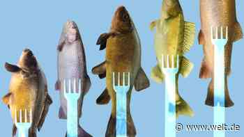 Mit dem Verpackungstrick machen Aldi und Lidl die Deutschen zu Fisch-Fans
