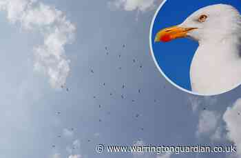 Residents kept awake by birds at Woolston industrial estate