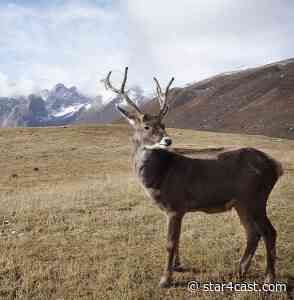 Arctic Wildlife Refuge under threat – greed versus Gaia