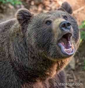 Alexei Navalny – the risks of baiting the Russian bear