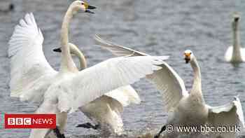 Swans' reputation for aggression examined