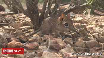 Elephant shrew rediscovered in Africa after 50 years