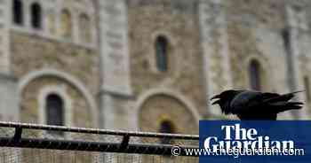 ‘Bored’ ravens straying from Tower of London as tourist numbers fall