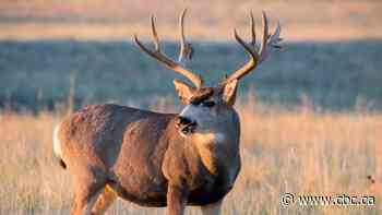 Hunting industry hit hard by COVID-19 pandemic gets relief via new Alberta wildlife regulations