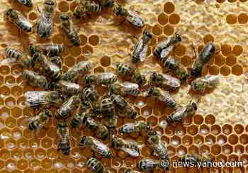 You may want to grab honey the next time you have a cold, study finds. Here’s why