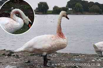 Thamesmead: Swan shot with air gun in Southmere Park