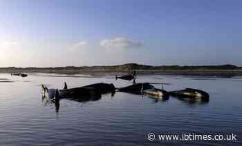 Six bottlenose whales die after stranding themselves on the shore in Irish beach