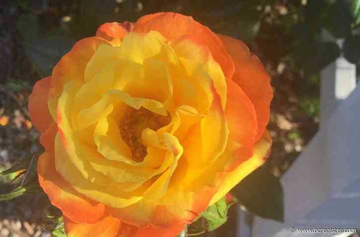 How much should you water the roses in the garden?