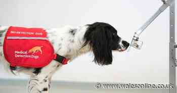 Health workers to take part in coronavirus sniffer dog trials