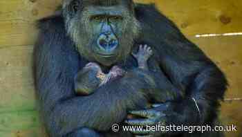 Staff ‘thrilled’ with baby gorilla born at Bristol Zoo - Belfast Telegraph