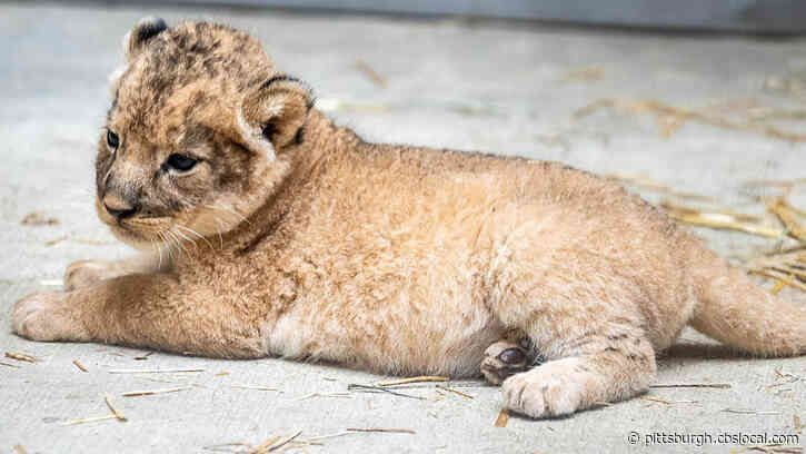3 Adorable Lion Cubs Were Born At The Pittsburgh Zoo