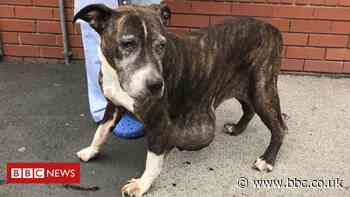 Dumped dog found with 'shocking' stomach tumour - BBC News
