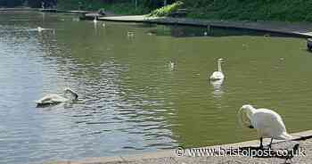 Bristolians and council give their voice to Eastville Park fishing debate