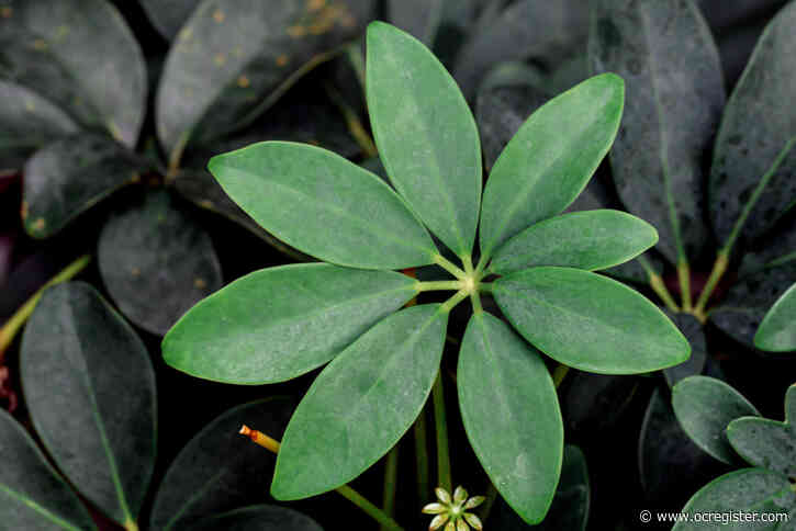 What happens when a dwarf umbrella tree gets too wet