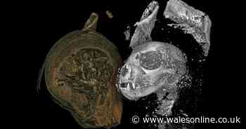Ancient Egyptian mummified animals in Swansea ‘unwrapped’ for first time