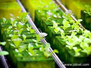 Automated vertical indoor farming set to sprout