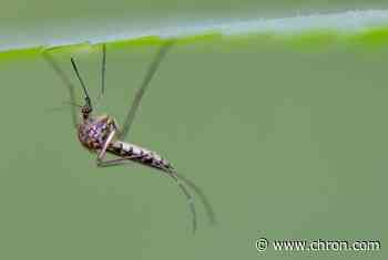Genetically engineered mosquitoes to land in Harris County in 2021 for a "Jurassic Park experiment"