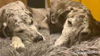 Dog owner warning others after great danes eat foxtails, leading to $2K vet bill