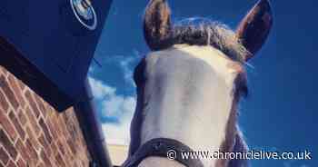 Police officer injured in alleged attack as she tried to defend horses