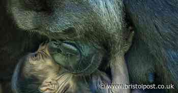 Endangered gorilla's bundle of joy