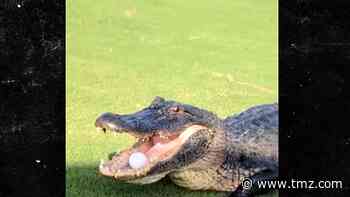 Giant Alligator Steals Golf Ball on Louisiana Course, Play It Where It Lies!!!