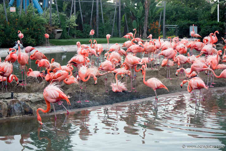 SeaWorld San Diego cleared to reopen after coronavirus closure