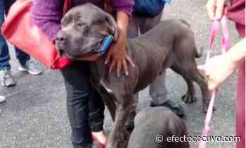 Liberado perro del coronel García Palomo tras casi dos años "preso" en El Helicoide - Efecto Cocuyo