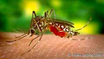 Florida mosquitoes: 750 million genetically modified insects to be released