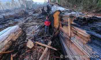 Bob Brown launches legal challenge to native forest logging in Tasmania