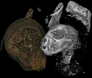 Egyptian Animal Mummies From Over 2000 Years Ago Digitally Unwrapped With High-Resolution 3D X-rays