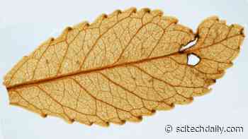 Mummified 23-Million-Year-Old Leaves Show Ancient “Global Greening” Spurred by High Atmospheric Carbon