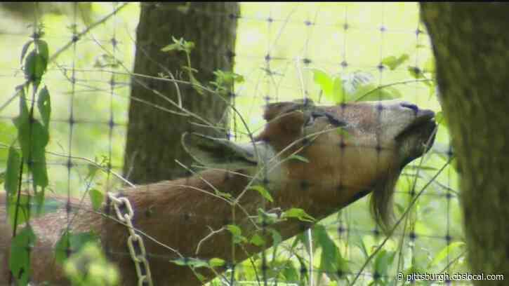 Goats Let Loose In Frick Park To Munch Away On Invasive Plants, Help Restore Clayton Hill Area